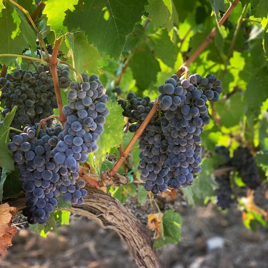 Fattoria Di Magliano Winery Villa Маляно ин Тоскана Екстериор снимка