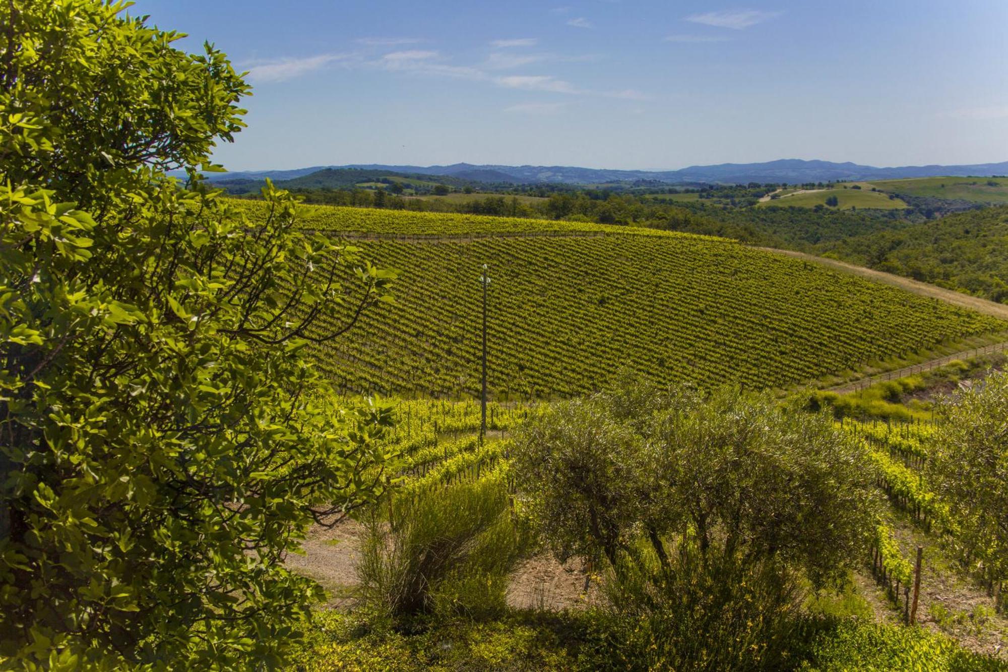 Fattoria Di Magliano Winery Villa Маляно ин Тоскана Стая снимка