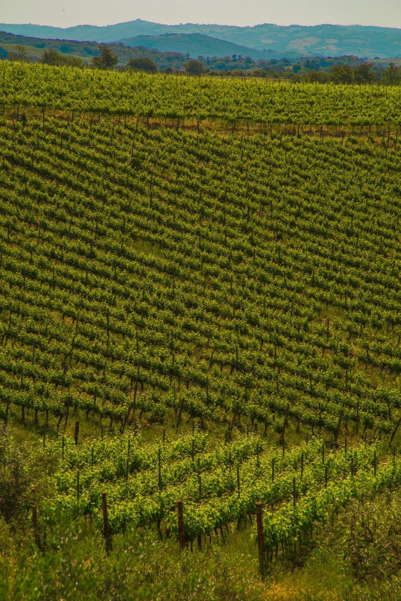 Fattoria Di Magliano Winery Villa Маляно ин Тоскана Стая снимка