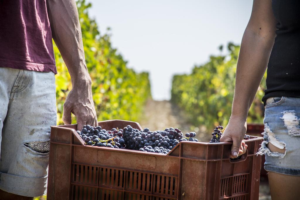 Fattoria Di Magliano Winery Villa Маляно ин Тоскана Екстериор снимка