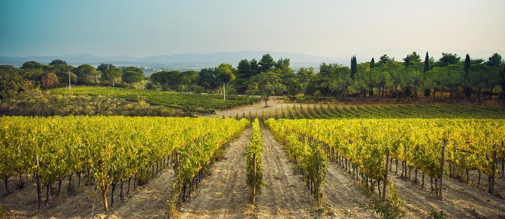 Fattoria Di Magliano Winery Villa Маляно ин Тоскана Екстериор снимка